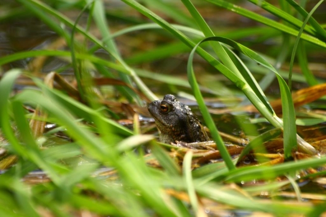 79 624. žába přenesena
