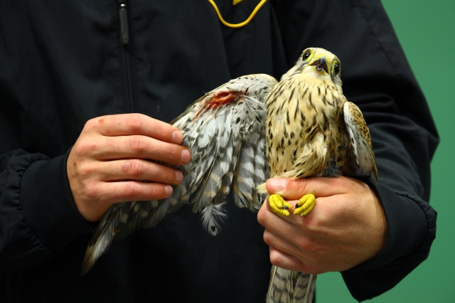 Elektrickým proudem popálená poštolka z Čerčan se vrátila domů