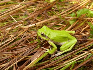 Neobvyklé terárium – rosničky v PET lahvi